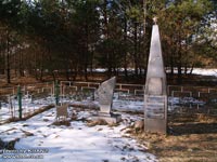 Chornobyl Pine