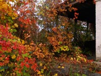 Tschernobyl im Herbst