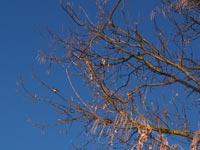 Der Wintermorgen in Tschernobyl