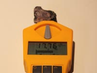 Gamma Scout