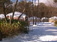 Regina Forest