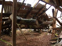 Die Kiefer von Tschernobyl