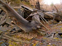 Die Kiefer von Tschernobyl