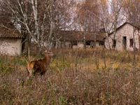 Der Herbst in der Zone