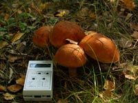 Pripjat. Der Frühherbst