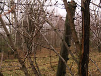 Pripyat