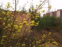 Pripjat im Frühling