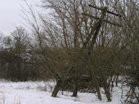 Nowoschepelytschi