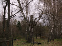 Forstbetrieb in Nowoschepelytschi